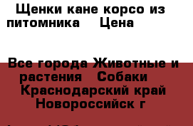 Щенки кане корсо из  питомника! › Цена ­ 65 000 - Все города Животные и растения » Собаки   . Краснодарский край,Новороссийск г.